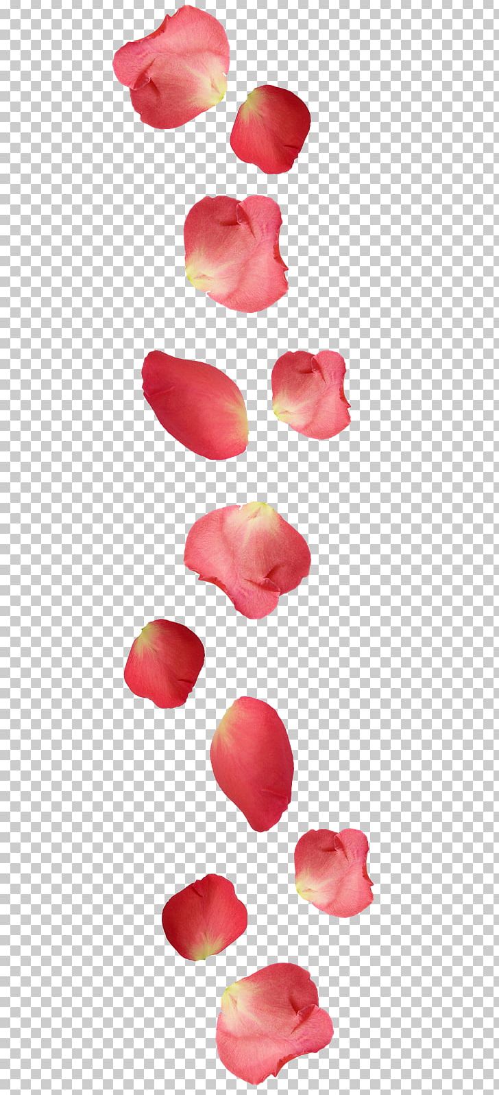 Petal Rose Ugg Boots Flower PNG, Clipart, Boot, Clothing, Cut Flowers, Flower, Flowering Plant Free PNG Download