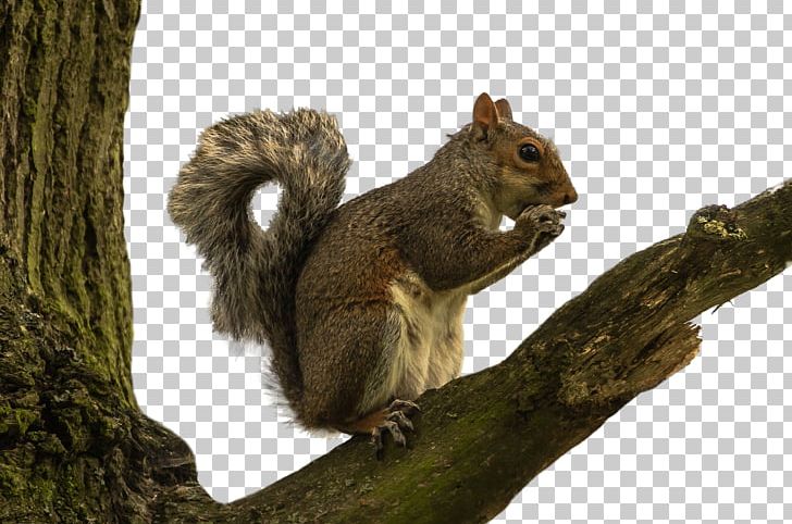 Red Squirrel Rodent PNG, Clipart, Animals, Branch, Download, Fauna, Flying Squirrel Free PNG Download
