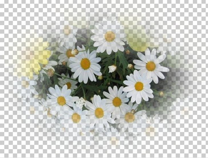 Roman Chamomile Oxeye Daisy Flower Bouquet PNG, Clipart, Animaatio, Chamaemelum Nobile, Chamomile, Chrysanths, Computer Wallpaper Free PNG Download