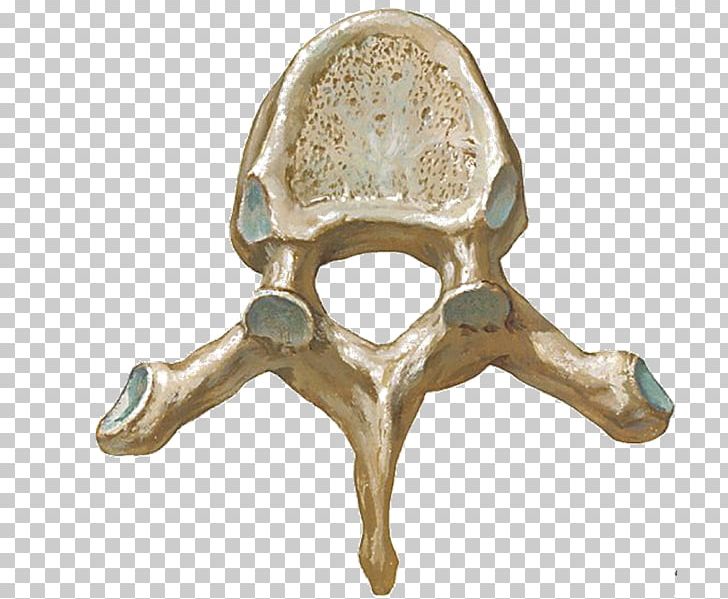 Thoracic Vertebrae Lumbar Vertebrae Human Vertebral Column PNG, Clipart, Anatomy, Atlas, Bone, Cervical Vertebrae, Dense Free PNG Download