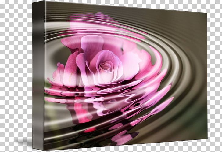 Purple Violet Magenta Photography Petal PNG, Clipart, Art, Closeup, Flower, Magenta, Petal Free PNG Download