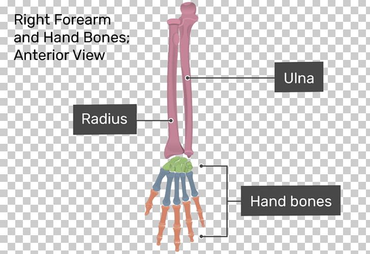 Finger Forearm Anatomy Carpal Bones PNG, Clipart, Anatomy, Angle, Arm, Bone, Brand Free PNG Download