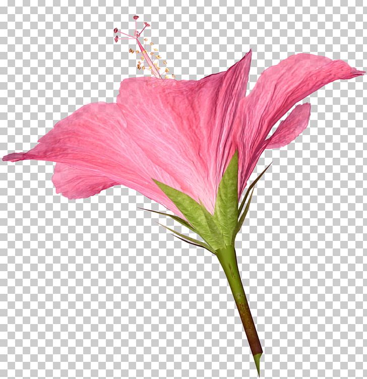 Flower Mauve Color Desktop PNG, Clipart, Alstroemeriaceae, Blog, Blue, Color, Cut Flowers Free PNG Download