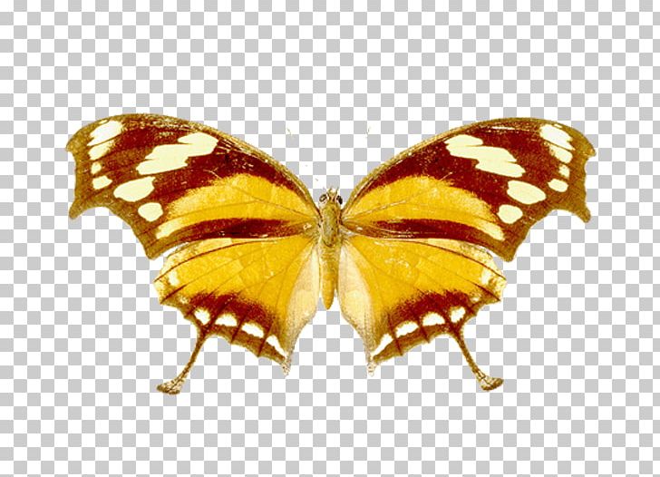 Monarch Butterfly Pieridae Silkworm Brush-footed Butterflies PNG, Clipart, Arthropod, Brush Footed Butterfly, Butterfly, Insect, Insects Free PNG Download