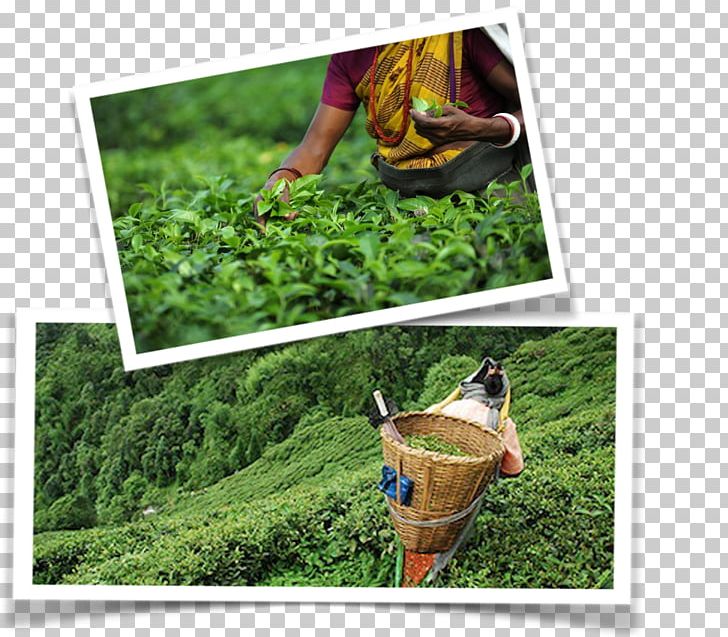 Darjeeling Black Tea Lawn Leisure PNG, Clipart, Beer Brewing Grains Malts, Black Tea, Darjeeling, Darjeeling Tea, Grass Free PNG Download