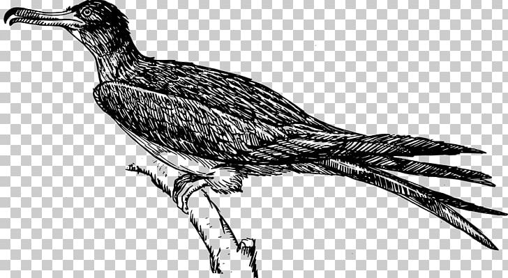 Frigatebird Computer Icons PNG, Clipart, Animals, Beak, Bird, Bird Of Prey, Black And White Free PNG Download