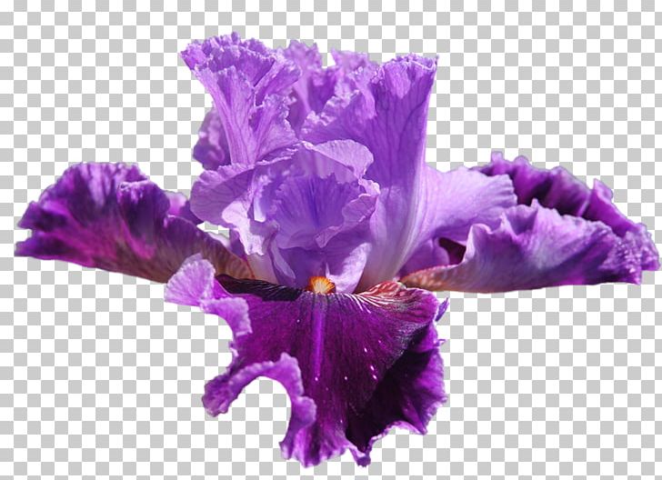 Irises Flower PNG, Clipart, Animaatio, Blog, Color, Cut Flowers, Flower Free PNG Download