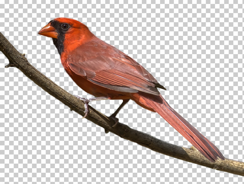 Feather PNG, Clipart, American Sparrows, Beak, Cardinal, Feather, Finches Free PNG Download
