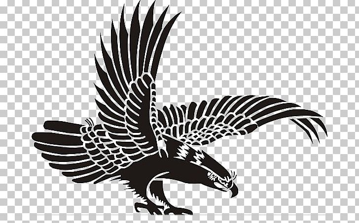 Bird Eagle PNG, Clipart, Aile, Animal, Animals, Bald Eagle, Beak Free PNG Download