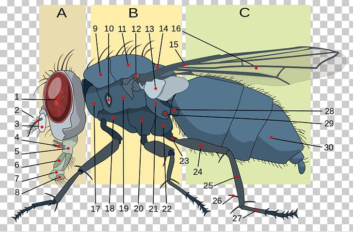Insect Morphology Housefly Anatomy Brachycera PNG, Clipart, Anatomy, Animals, Arthropod, Brachycera, Common Fruit Fly Free PNG Download