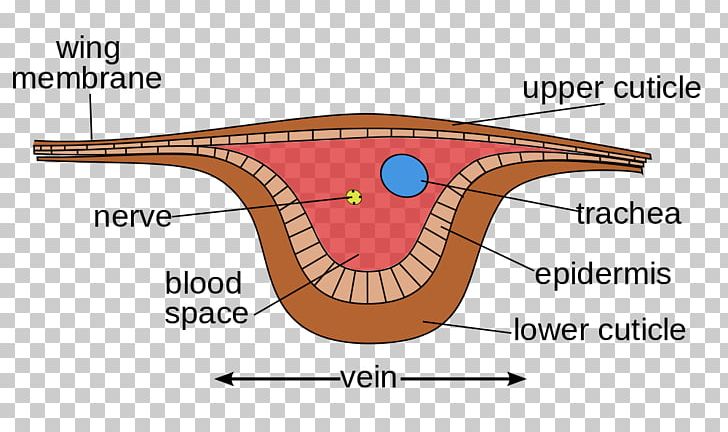 Insect Wing Vein Dragonfly PNG, Clipart, Anatomy, Angle, Area ...