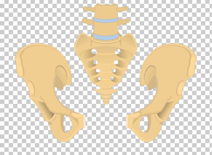 Pubis Hip Bone Superior Pubic Ramus Obturator Foramen Inferior Pubic Ramus PNG, Clipart, Anatomy, Bone, Ear, Hip Bone, Human Body Free PNG Download