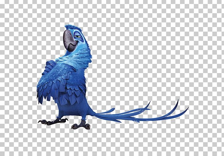 Jewel Blu Rio Linda Icon PNG, Clipart, Animals, Animation, Beak, Bird, Blu Free PNG Download