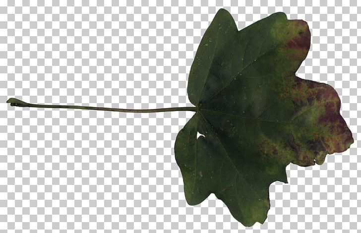 Leaf Plant Stem Tree PNG, Clipart, Download, Leaf, Leaf Texture, Navigation, Plant Free PNG Download