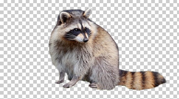 Raccoon Fur Viverridae PNG, Clipart, Animals, Aquarelle Raccoon, Arrow, Carnivoran, Celebrity Free PNG Download