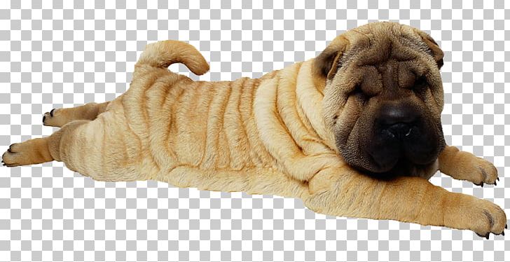 Shar Pei Puppy PNG, Clipart, Animal, Animals, Carnivoran, Cartoon Shar Pei, Companion Dog Free PNG Download