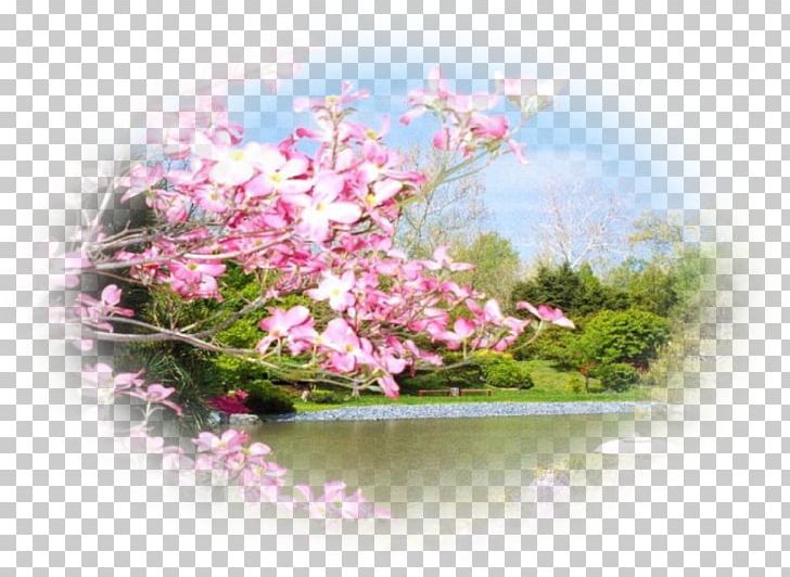 Spring Centerblog Desktop PNG, Clipart, Blog, Blossom, Centerblog, Cherry Blossom, Computer Monitors Free PNG Download