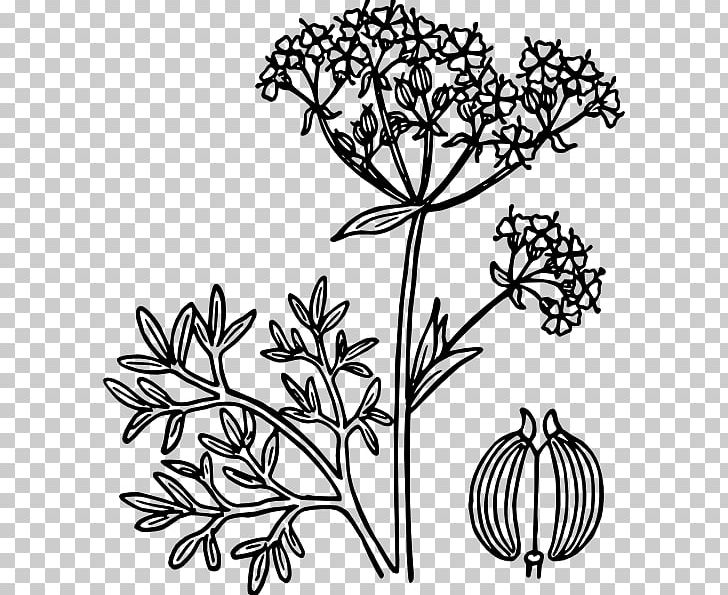 Star Anise Drawing Spice PNG, Clipart, Art, Basil, Black And White, Branch, Cinnamon Free PNG Download