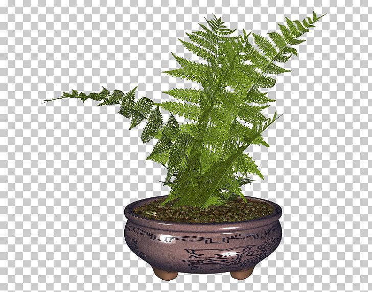 Flowerpot Fern Houseplant PNG, Clipart, Digital Image, Fern, Ferns And Horsetails, Flowerpot, Food Drinks Free PNG Download