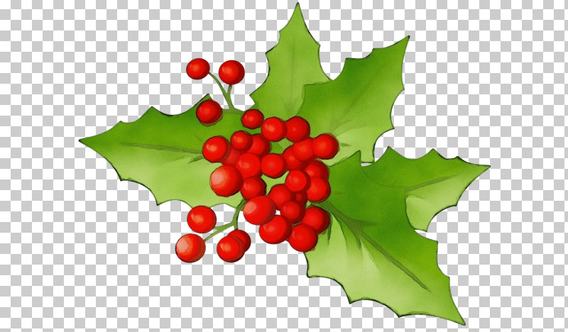 Holly PNG, Clipart, American Holly, Currant, Flower, Grape Leaves, Holly Free PNG Download