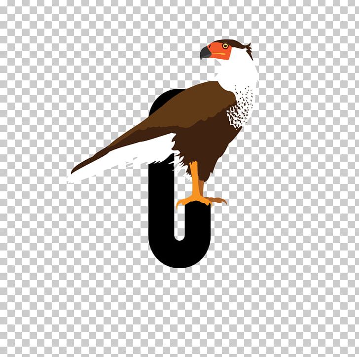 A Bird Chronicle Eagle Bird Of Prey Beak PNG, Clipart,  Free PNG Download