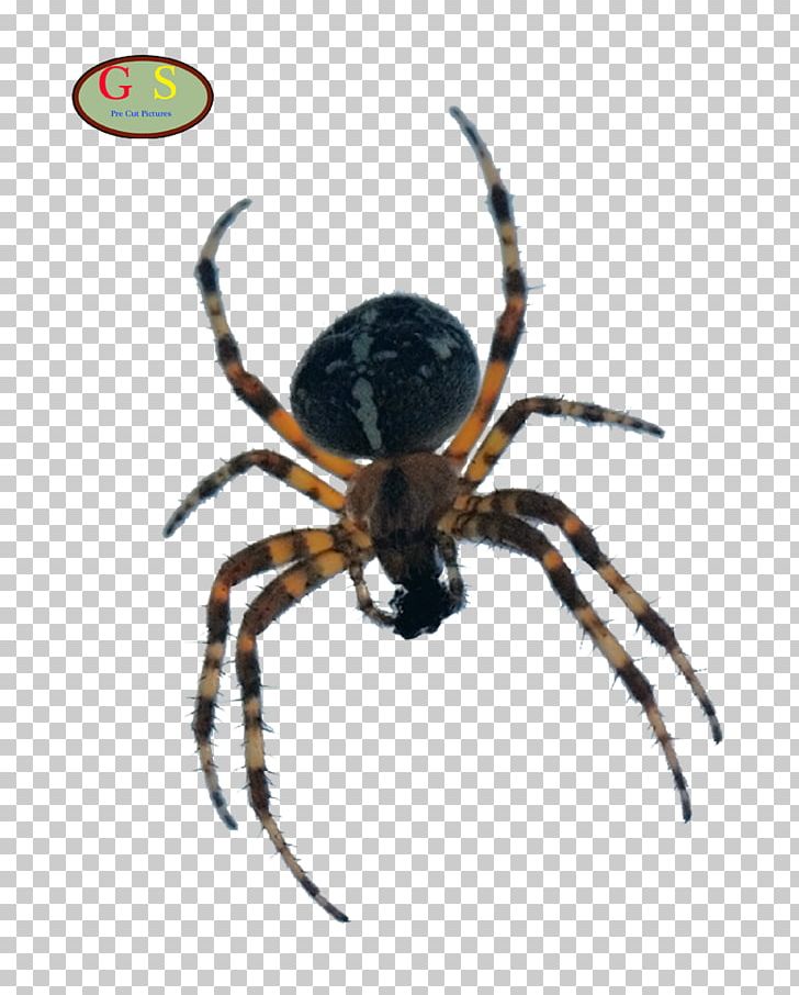 European Garden Spider Barn Spider Stock Photography PNG, Clipart, Angulate Orbweavers, Animal, Arachnid, Araneus, Araneus Cavaticus Free PNG Download