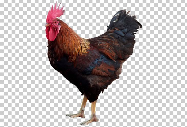 Cock PNG, Clipart, Cock Free PNG Download