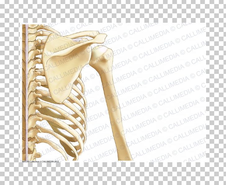 Human Anatomy Shoulder Nervous System Bone PNG, Clipart, Anatomy, Arm, Beige, Bone, Chinese Bones Free PNG Download