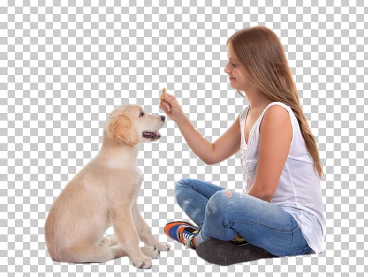 Labrador Retriever Your Puppy Dog Training Obedience Training PNG, Clipart, Animals, Bark, Biting, Carnivoran, Clicker Free PNG Download