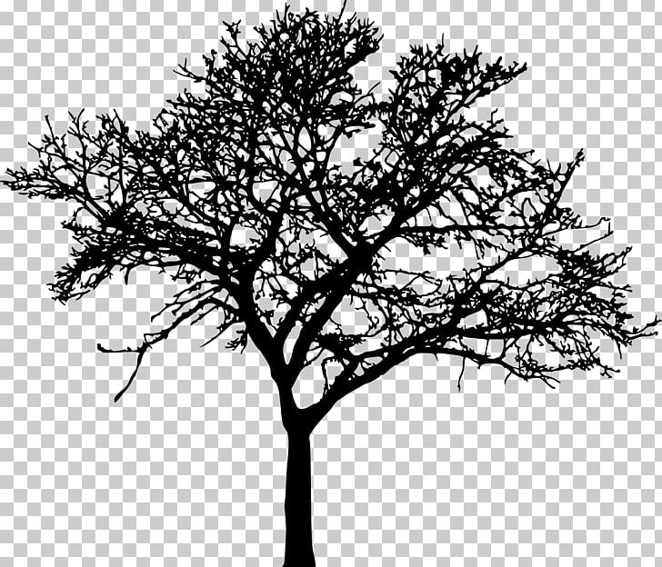 Tree Silhouette Drawing Branch PNG, Clipart, Black And White, Branch, Clip Art, Desktop Wallpaper, Drawing Free PNG Download