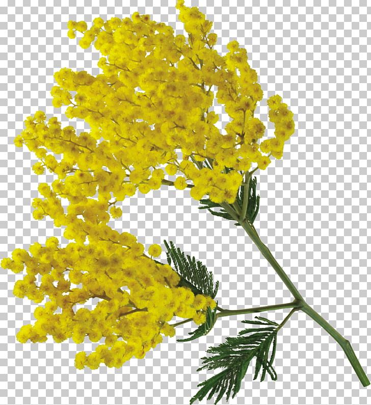 Acacia Dealbata Flower Torta Mimosa International Women's Day PNG, Clipart, Acacia Dealbata, Acacia Pycnantha, Branch, Brassica Rapa, Cut Flowers Free PNG Download
