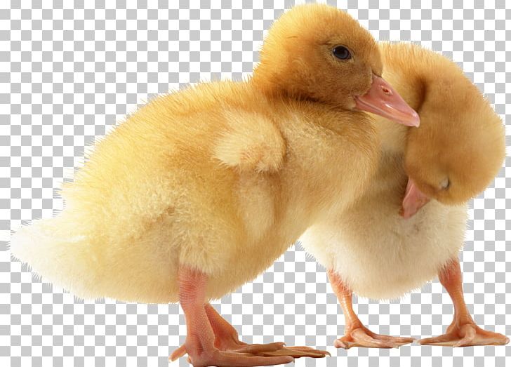 Duck PNG, Clipart, Duck Free PNG Download