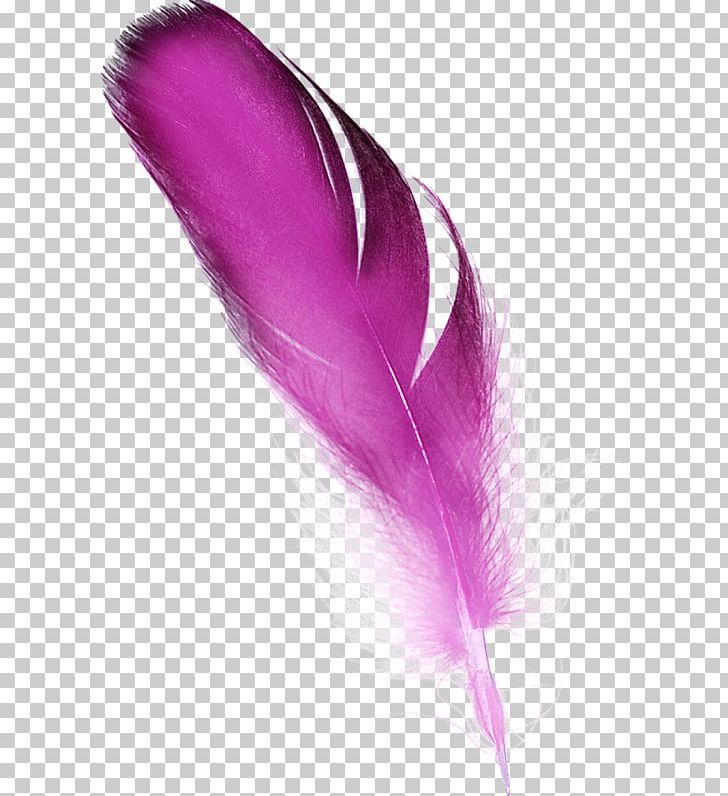 Feather Color Pink PNG, Clipart, Adobe Fireworks, Animals, Color, Encapsulated Postscript, Feather Free PNG Download