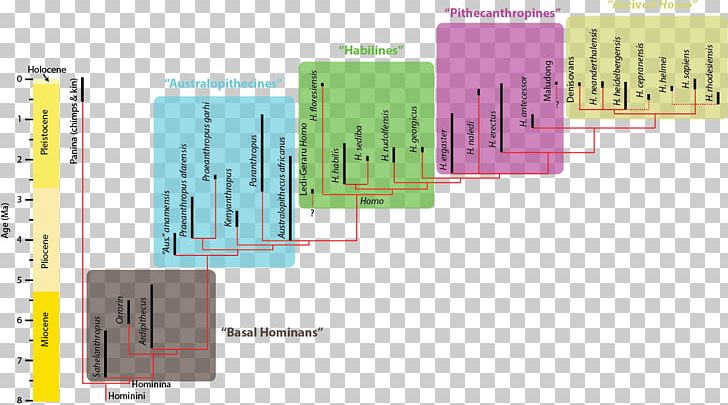 Neanderthal Flores Man Homo Sapiens Denisovan Phylogenetic Tree PNG, Clipart, Angle, Brand, Charles Darwin, Denisovan, Diagram Free PNG Download