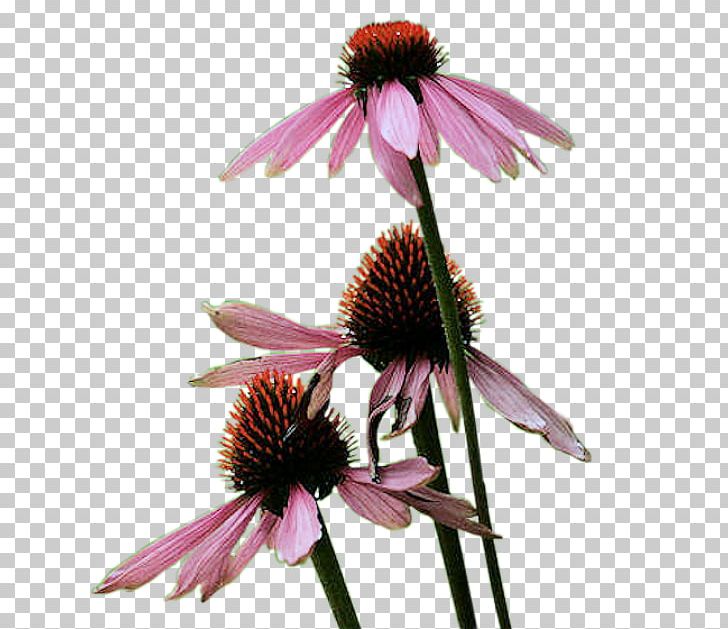 Promenade Du Peyrou Coneflower Meteorology Yr.no PNG, Clipart, Calendar, Cicek, Cicekler, Cicek Resimleri, Coneflower Free PNG Download