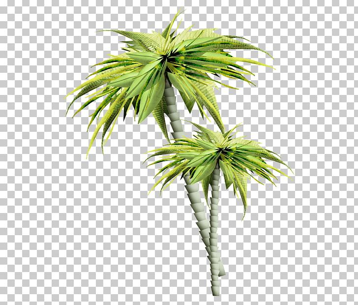Asian Palmyra Palm Palm Trees GIF Portable Network Graphics PNG, Clipart, Arecales, Asian Palmyra Palm, Borassus, Borassus Flabellifer, Coconut Free PNG Download