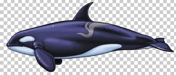 Common Bottlenose Dolphin Whale White-beaked Dolphin Short-beaked Common Dolphin Tucuxi PNG, Clipart, Animal, Animals, Automotive Design, Bottlenose Dolphin, Cetacea Free PNG Download