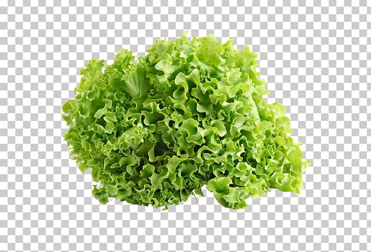 Iceberg Lettuce Leaf Vegetable Salad Endive Red Leaf Lettuce PNG, Clipart, Chicory, Endive, Food, Fruit, Iceberg Lettuce Free PNG Download