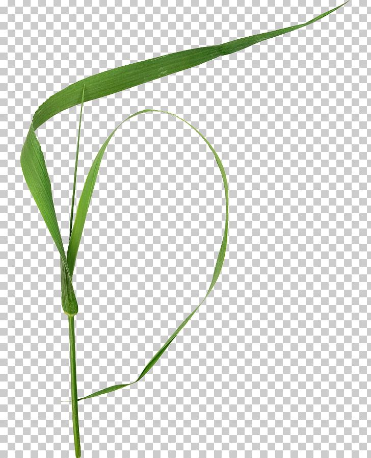 Plant Stem Grasses PNG, Clipart, Commodity, Flowering Plant, Grass, Grasses, Grass Family Free PNG Download