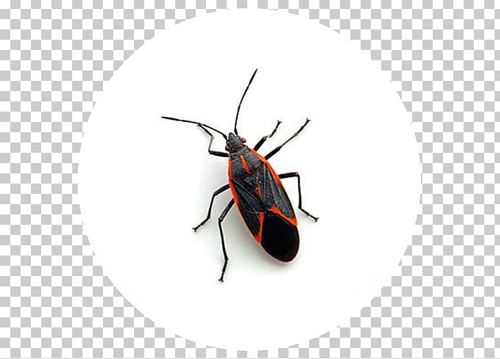 Boxelder Bug Boxelder Maple Pest Control Beetle PNG, Clipart, Animals, Arthropod, Bed Bug, Beetle, Boxelder Bug Free PNG Download