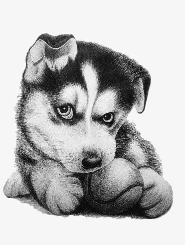 Huskies PNG, Clipart, Animal, Black, Black And White, Huskies Clipart, Puppy Free PNG Download
