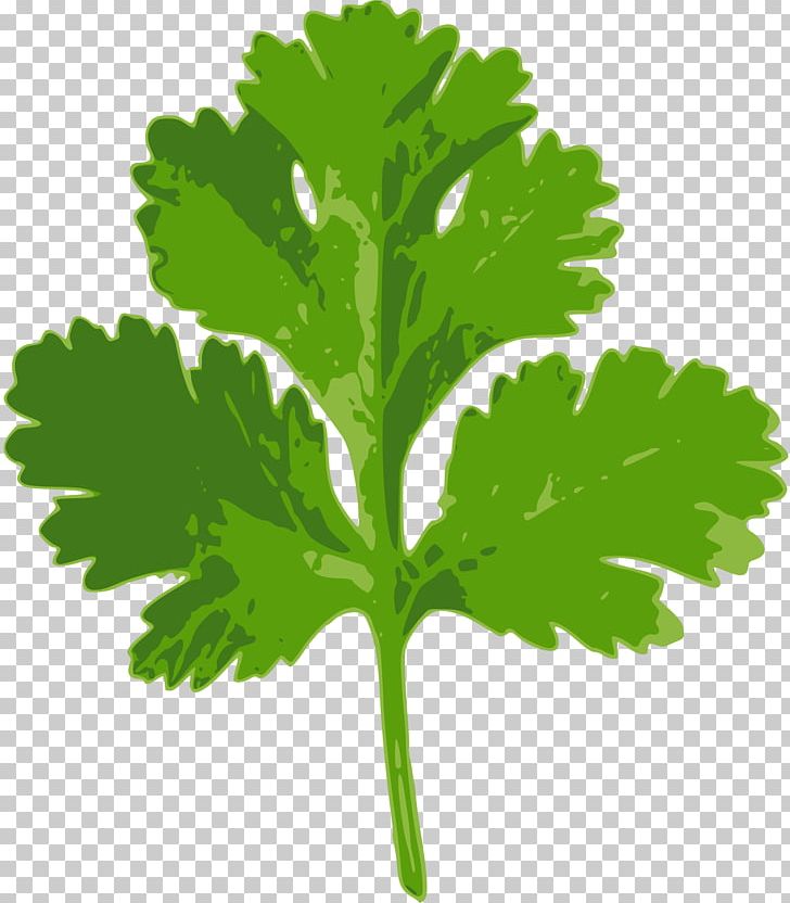 Coriander Parsley Herb Vegetable PNG, Clipart, Cooking, Coriander, Cumin, Food, Food Drinks Free PNG Download