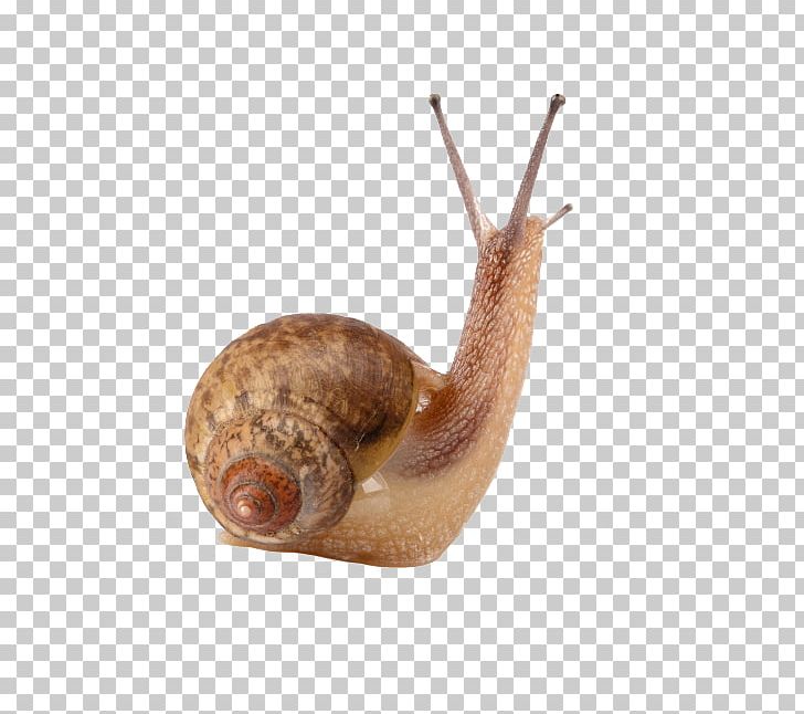 Cornu Aspersum Achatina Achatina Giant African Snail Snail Slime PNG, Clipart, Ampullariidae, Animals, Elements, Euclidean Vector, Freshwater Snail Free PNG Download
