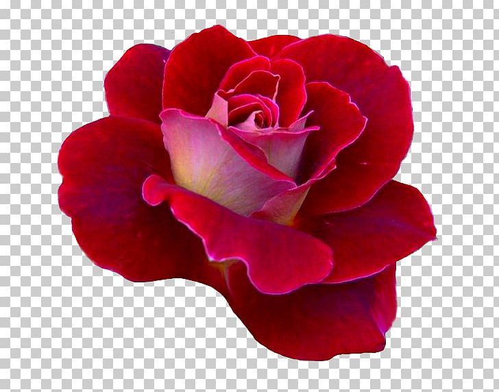 Garden Roses Cabbage Rose China Rose Floribunda Flower PNG, Clipart, China Rose, Cut Flowers, Floribunda, Flower, Flowering Plant Free PNG Download