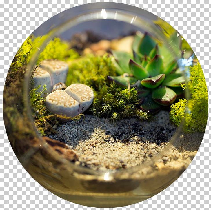 Micro Ecosystem (Terrarium) Workshop Women's Winter New Moon Circle PNG, Clipart,  Free PNG Download