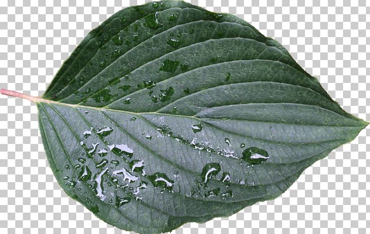 Plant Pathology Leaf PNG, Clipart, Leaf, Nature, Pathology, Plant, Plant Pathology Free PNG Download