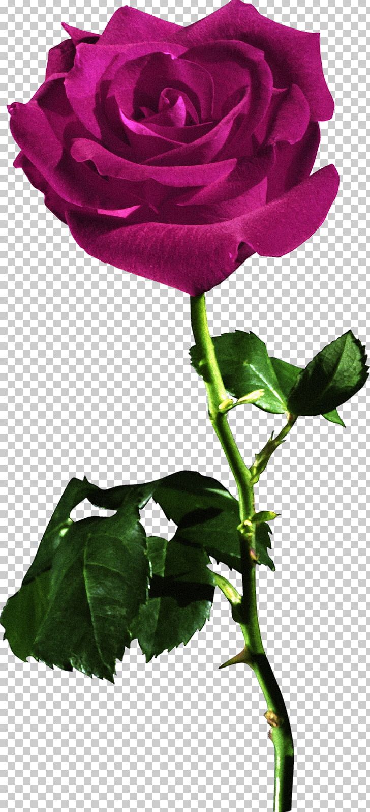 Rose Red Desktop Flower PNG, Clipart, Annual Plant, China Rose, Cut Flowers, Desktop Wallpaper, Floral Design Free PNG Download