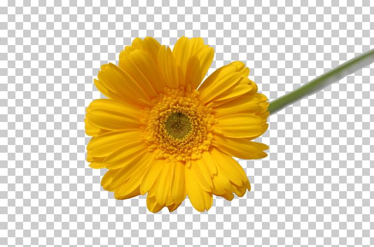 Transvaal Daisy Flower Daisy Family Petal Chrysanthemum PNG, Clipart, Anthurium Andraeanum, Blue, Calendula, Chrysanthemum, Chrysanths Free PNG Download