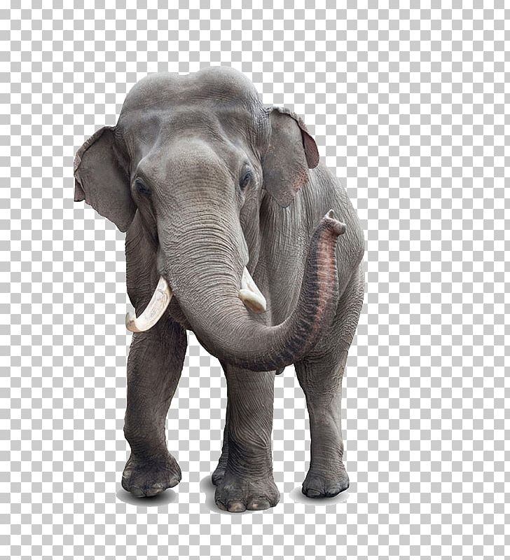 African Bush Elephant Indian Elephant Stock Photography White Elephant PNG, Clipart, African Elephant, Animal, Animation, Anime Character, Anime Eyes Free PNG Download