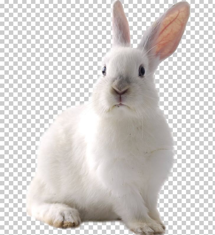 Cruelty-free Domestic Rabbit Hare Easter Bunny PNG, Clipart, Animal, Animals, Cottontail Rabbit, Crueltyfree, Desktop Wallpaper Free PNG Download